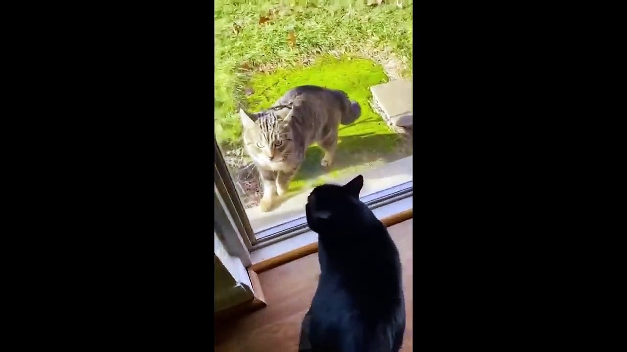 Funniest Animals Videos 2023  Try Not To Laugh Funny Dogs And Cat