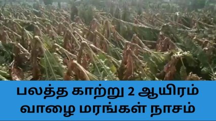 Download Video: திருப்பூர்: பலத்த சூறாவளியில் வாழை மரங்கள் முற்றிலும் நாசம்!