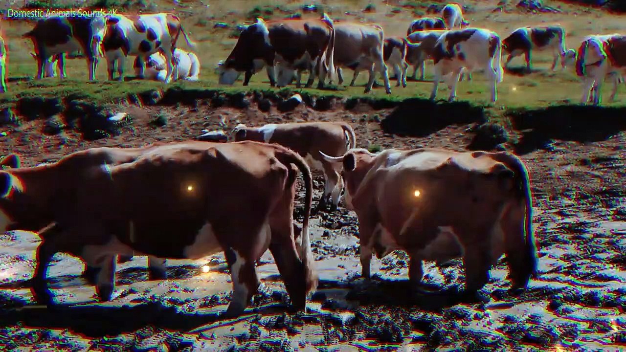 Funny animals, animal sounds_  - Lion, Crocodile, Chicken, Sheep, Donkey, Dog, Fish, Tortoise