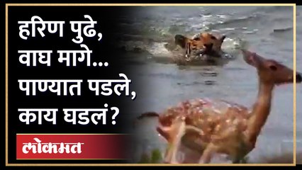 वाघ आणि हरिण, शिकारीचा थरार कॅमेऱ्यात कैद.. काय घडलं? Tiger Deer Viral Video | Caught In Camera |AM4