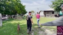 Alluvione Emilia Romagna, corsa dei veterinari per salvare gli animali