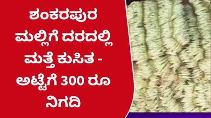 ಉಡುಪಿ: ಶಂಕರಪುರ ಮಲ್ಲಿಗೆ ದರದಲ್ಲಿ ಮತ್ತೆ ಕುಸಿತ - ಅಟ್ಟೆಗೆ 300 ರೂ ನಿಗದಿ