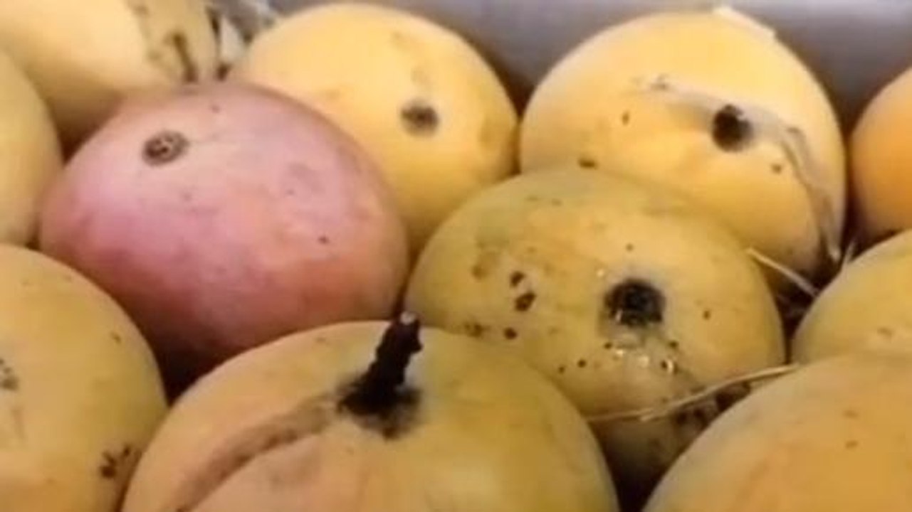 इंदौर: आम की खुशबू से महक उठा शहर,फलों के राजा...