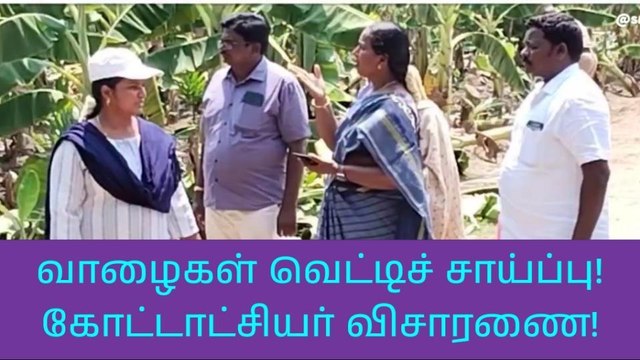 நாமக்கல்: வாழை மரங்கள் வெட்டிச் சாய்ப்பு எதிரொலி-அதிகாரி செம ஆக்‌ஷன்
