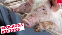 Cochons et saumons bretons : non à l’élevage intensif ! - Là, dehors
