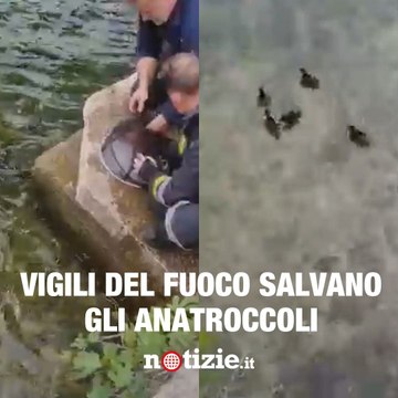 Vigili del fuoco salvano gli anatroccoli