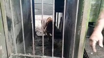La Policía Federal rescata a dos tigres de bengala en Balcarce