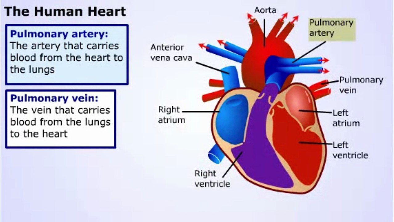 Heart Physiology