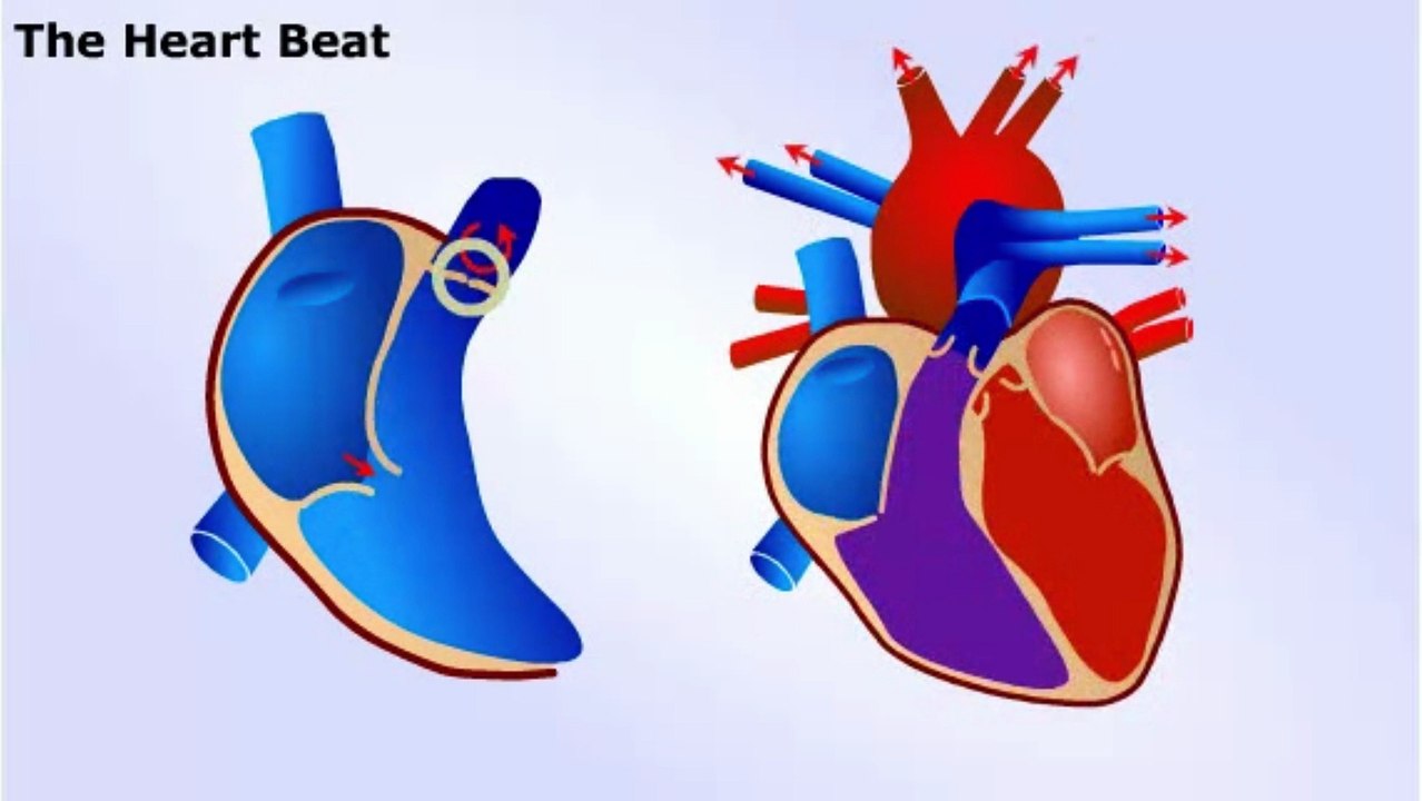 The Heart Beat