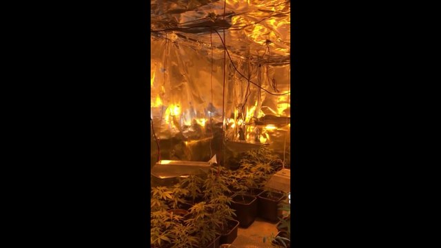 Oise : deux importants sites de culture de cannabis découverts