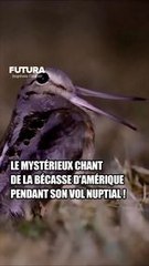 Le mystérieux chant de la Bécasse d'Amérique pendant son vol nuptial !