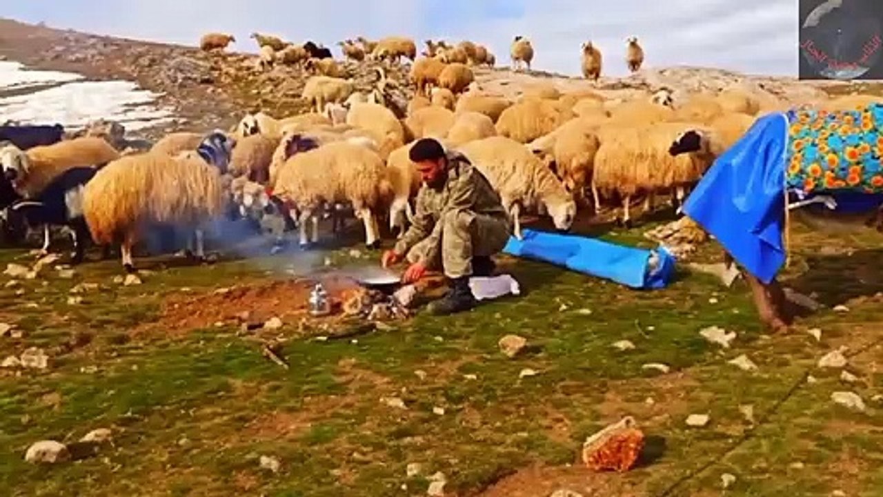 حياة رعاة الغنم بالجبال ـ فطور راعي الغنم
