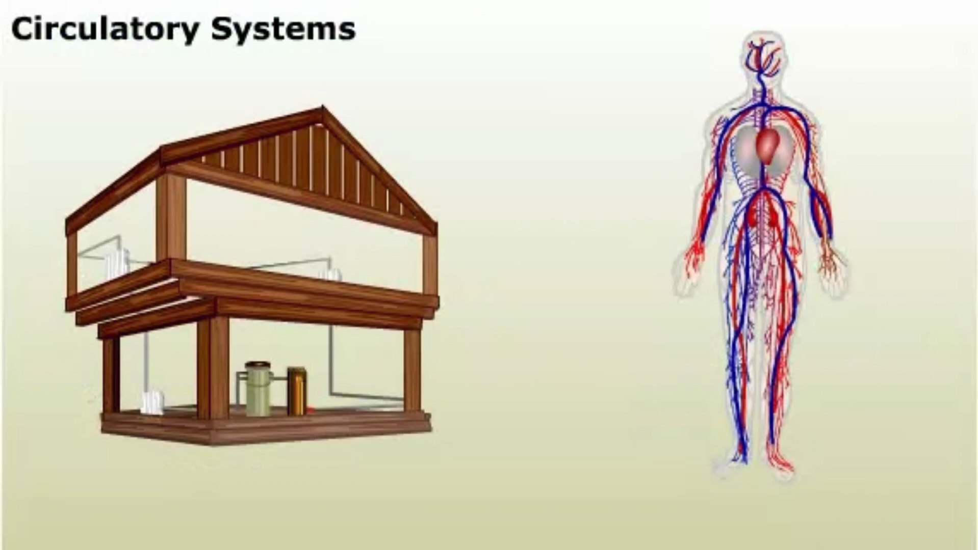 ⁣Overview of Circulatory System