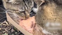 GOOD SAMARITAN feeds entire colony of STRAY CATS!