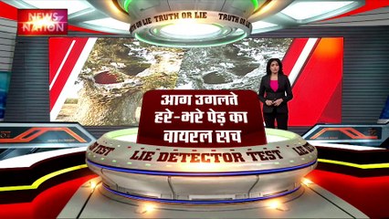 Lie Detector Test : क्या है आग उगलते हरे-भरे पेड़ का सच?