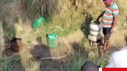 सुशासन बाबू की सरकार में बहने लगी शराब की नदी, सोशल मीडिया पर वायरल हो गाय वीडियो