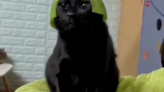 funny cats