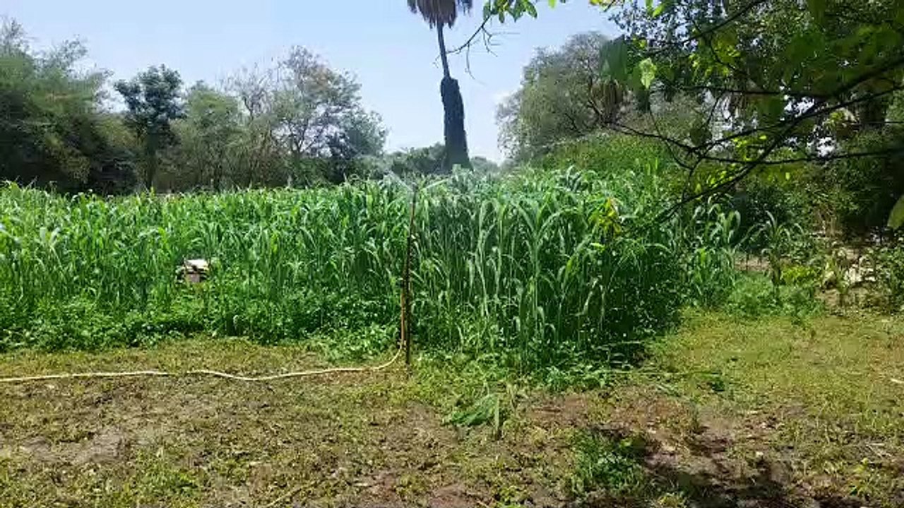 स्प्रिंकलर व ड्रिप सिस्टम से फसल में पानी देकर बचा रहे 50% तक भूजल