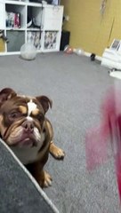 Gary the Clumsy Bulldog Fails at Backflip