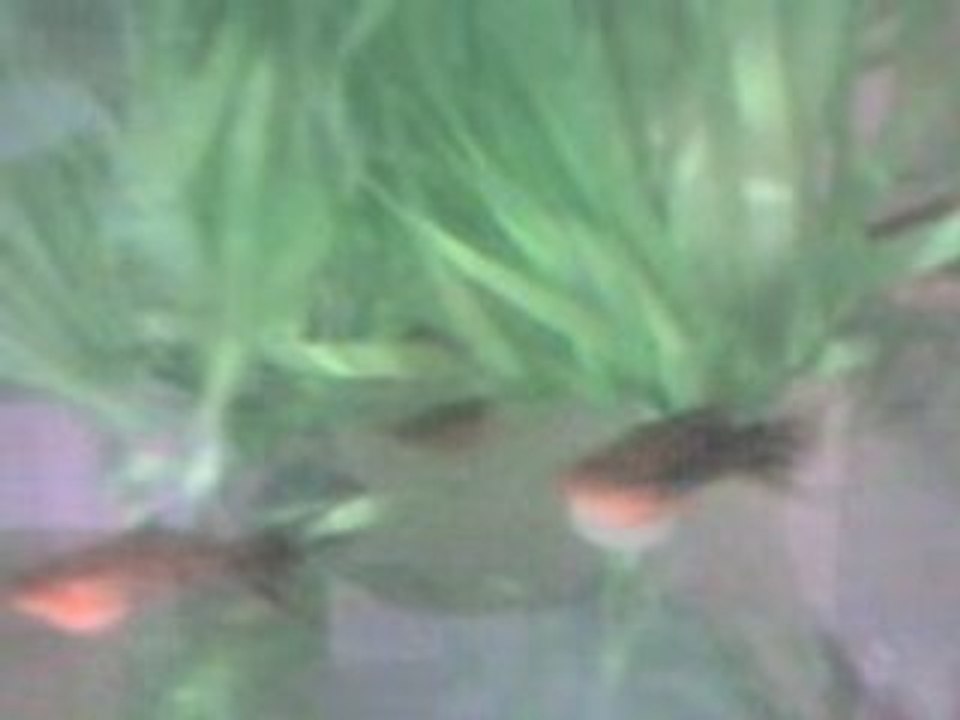 Alper saruhan 2005 brillant yavrular 23 günlük