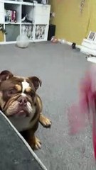 Gary the Clumsy Bulldog Fails at Backflip