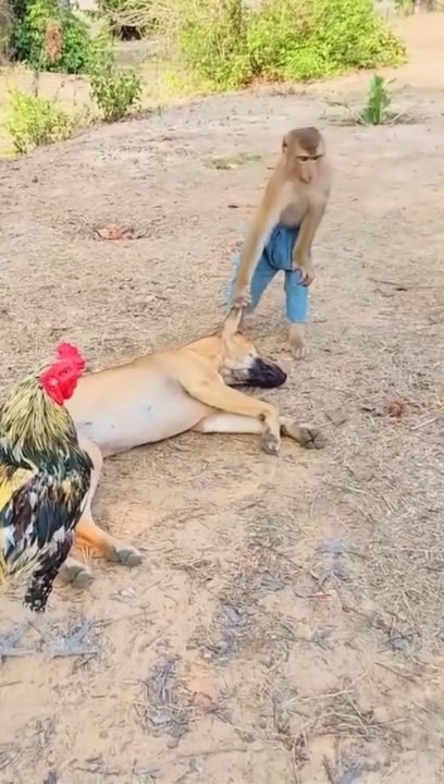 Funny animals