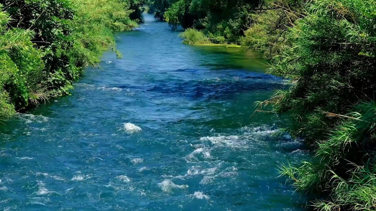 River in forest