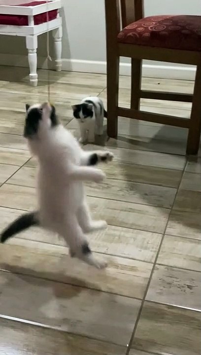 Fishing for Kittens