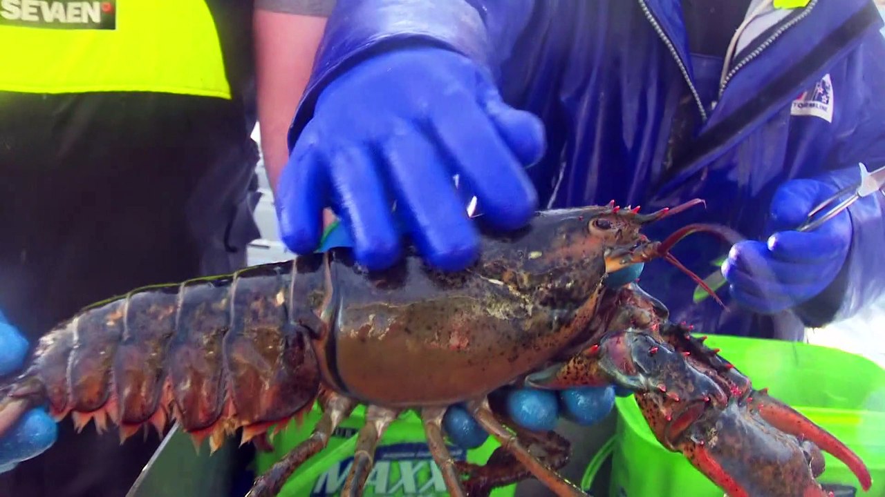 Pêche au homard : début de saison exceptionnelle pour certains secteurs