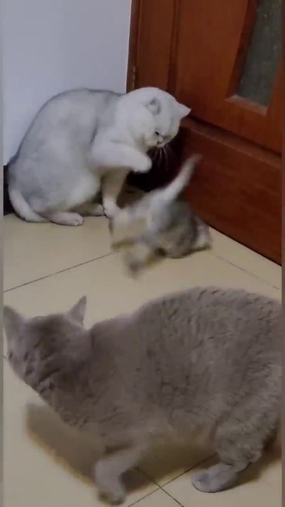 Cat is Funny