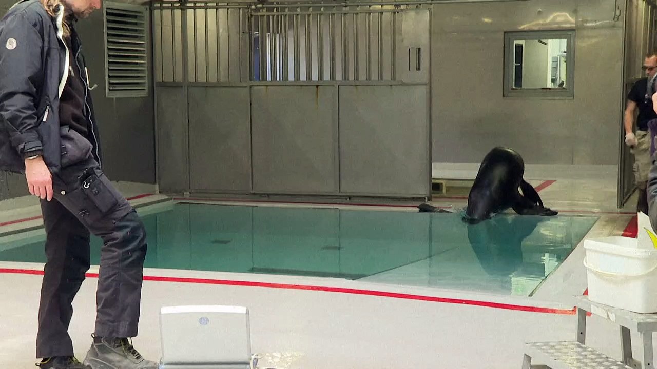 Nora the sea lion has check-up at Paris zoo before giving birth this summer