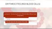 Normal values of red blood cells (erythrocytes) in the blood and causes of their number deviation