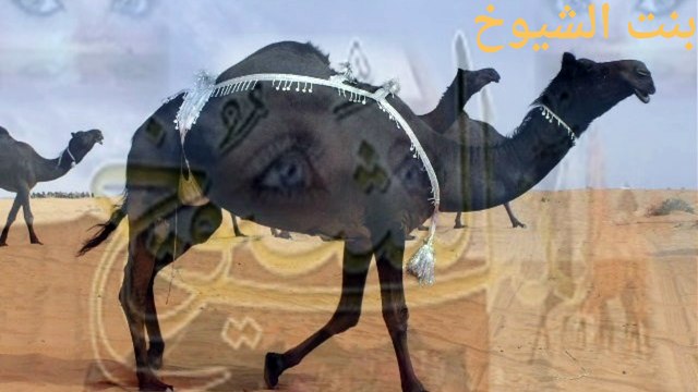 قصة قصيده من قبيلة الدواسر