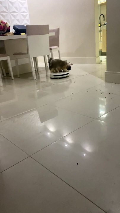 Dog Rides the Vacuum