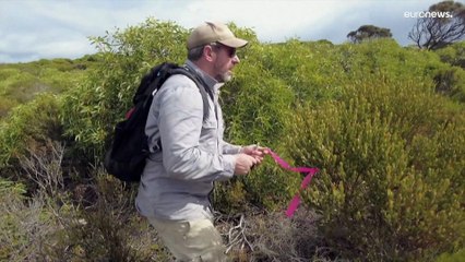 أستراليا تشهد عودة حيوانات الكنغر الصغيرة