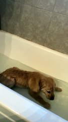 Puppy's First Bath