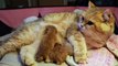 Hello World! Cat Ophelia gives birth to kittens _ First hours after birth