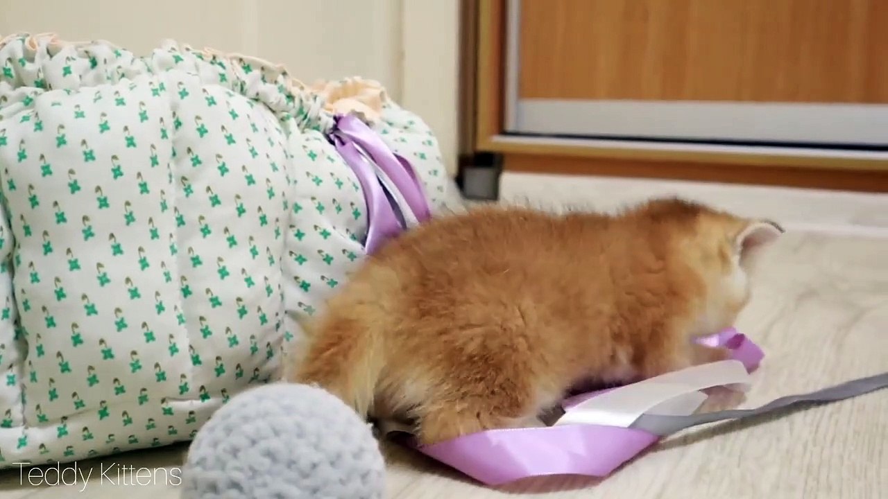 Grandfather Meets  His GrandKittens and plays football ⚽ with them