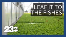 Aquaponics: Sustainable solution for lettuce shortage