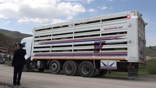 Köylerine geri dönüş yapan çiftçilere küçükbaş hayvan desteği