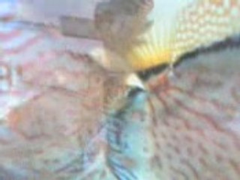 Alper saruhan blue turkuaz 2005