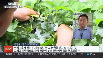 "여름에도 딸기 드세요"…폐업 농장이 딸기 스마트팜으로
