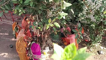 Download Video: जबलपुर में शनि जयंती और वट सावित्री पूजन उत्सव