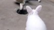 Cat and rabbit . A beautiful moment #584 - #shorts