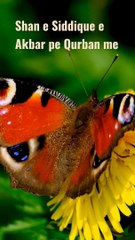 %23Manqabat_-_Shan_e_Siddique_e_Akbar_pe_Qurban_me%23Youtube%23Shorts_with_lyrics%23Shorts%23(720p)