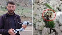 Yer: Erzurum! Kayıp koyun için havalandırdığı dron ile ayıların kavgasını kayda aldı