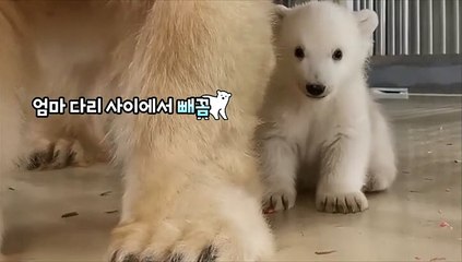 [지구촌톡톡] "안녕 반가워" 세상과 눈맞춤한 아기동물들