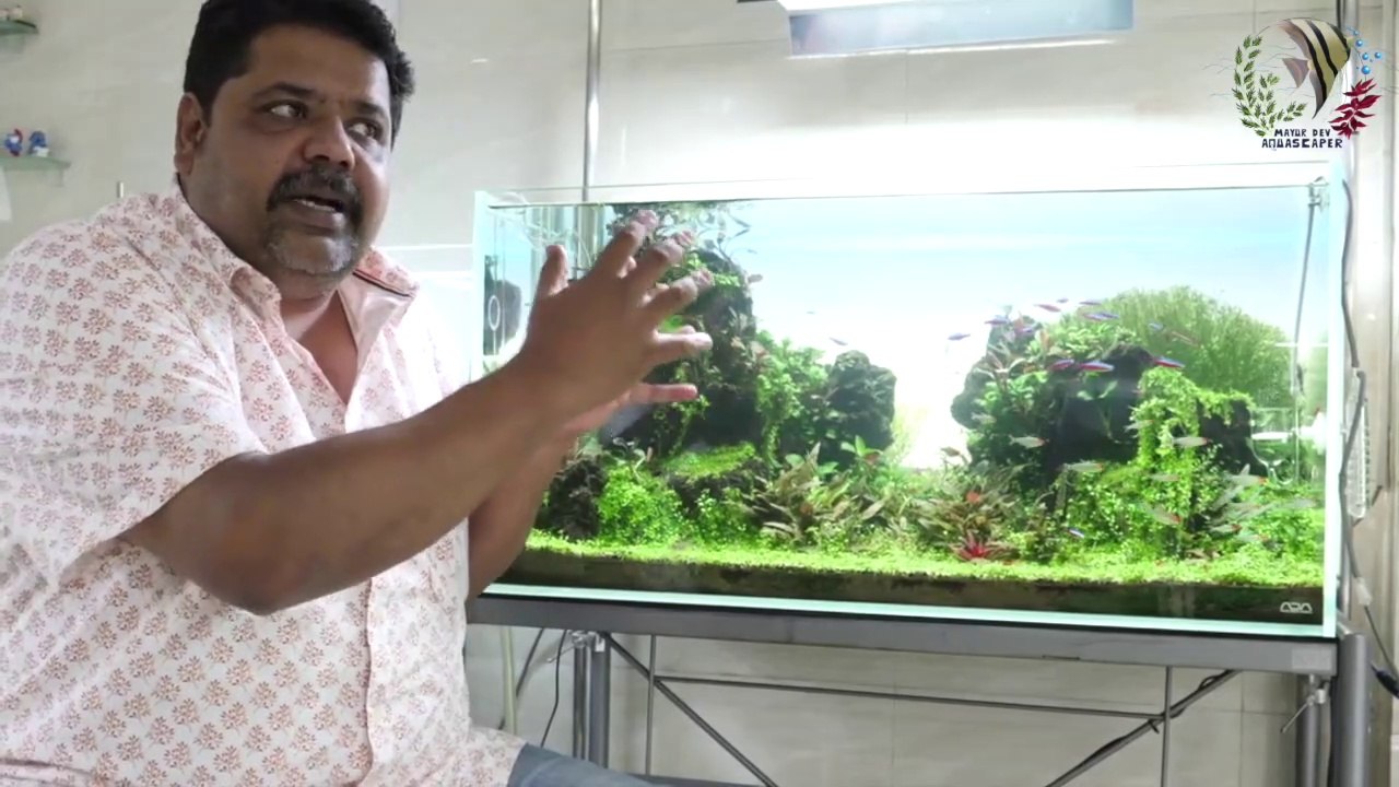 How to Add Fish To Your Planted Aquarium, #How much fish to have in a Fish Aquarium with Plants