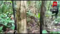 Se cumplen 18 días de que 4 niños se extraviaron en la selva de Colombia