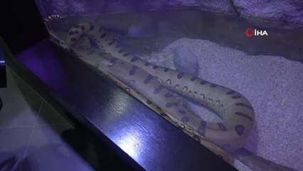 Trabzon Akvaryumu'nu bir yılda 293 bin 718 kişi ziyaret etti